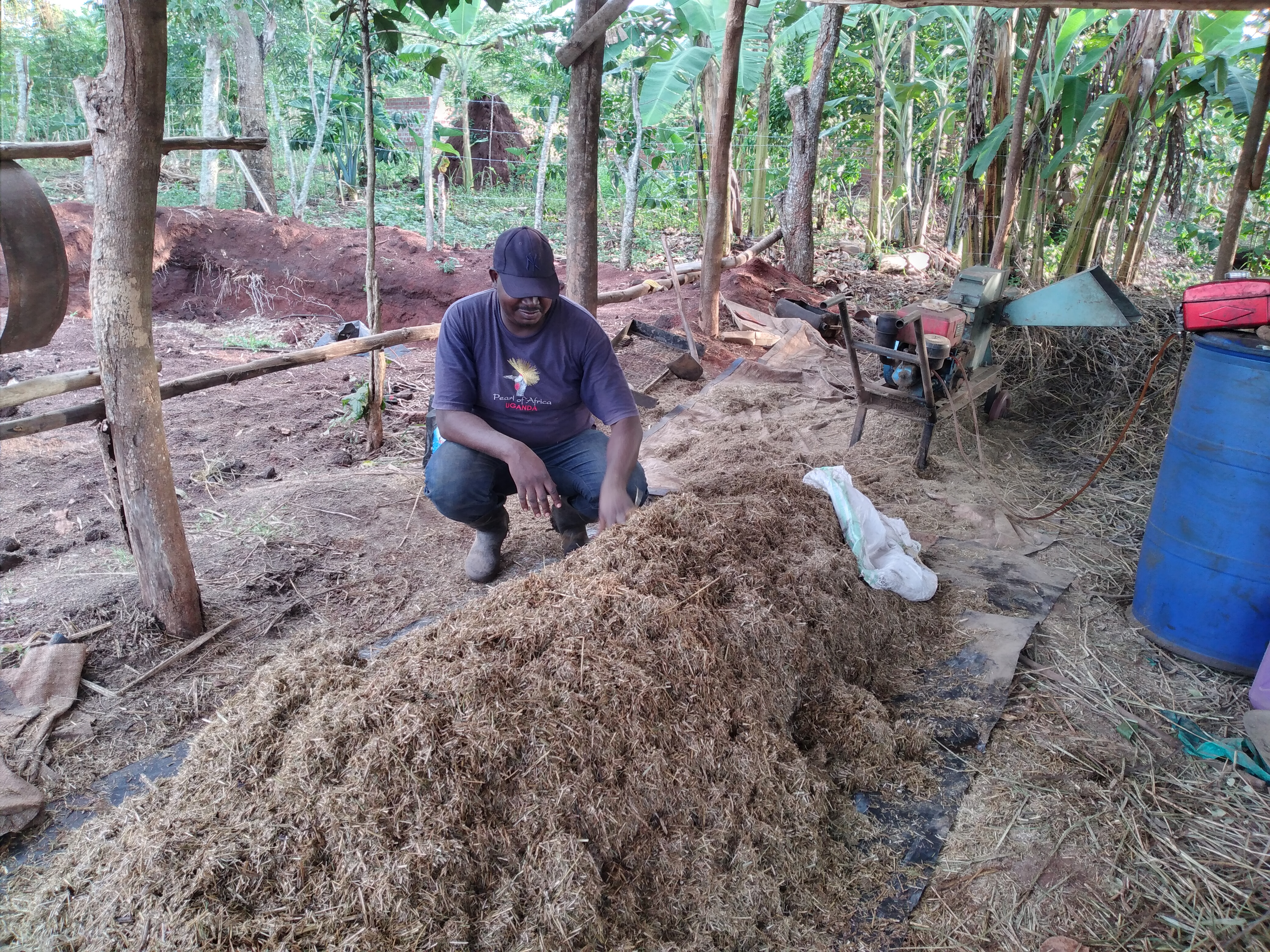 Ibrahim Musikuli showing silage feed