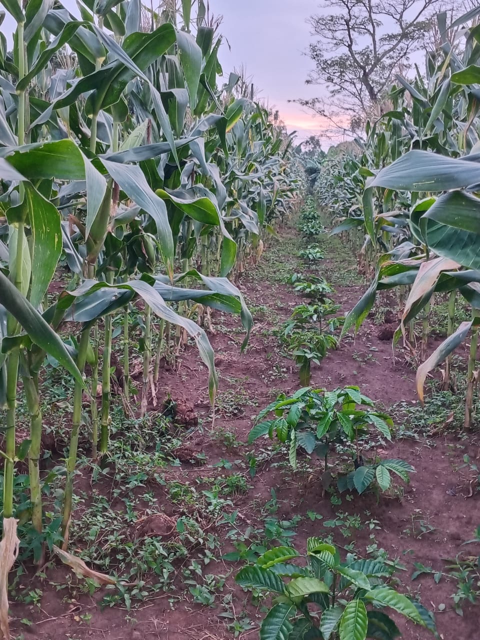 Maize field crops