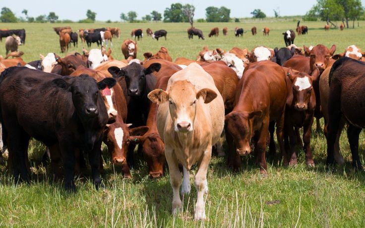 Dairy Cattle