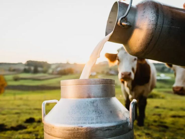 Fresh Milk